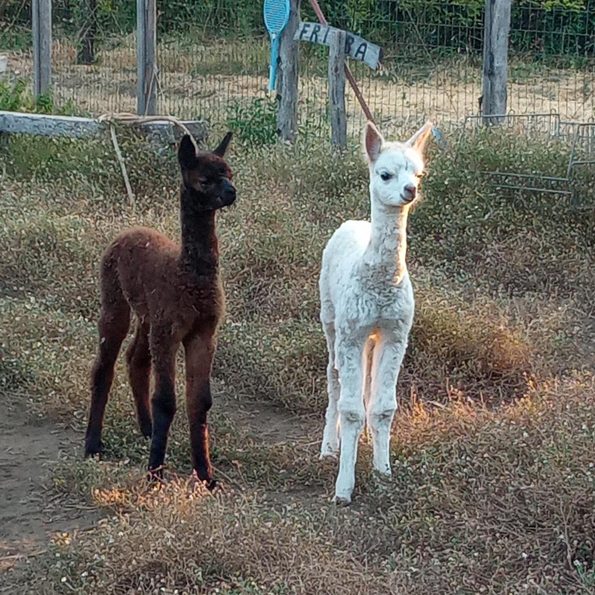לינגואגלוסה Alpaca Etna Rooms Da Mariagiovanna מראה חיצוני תמונה